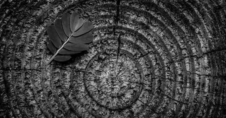 Longevity tree