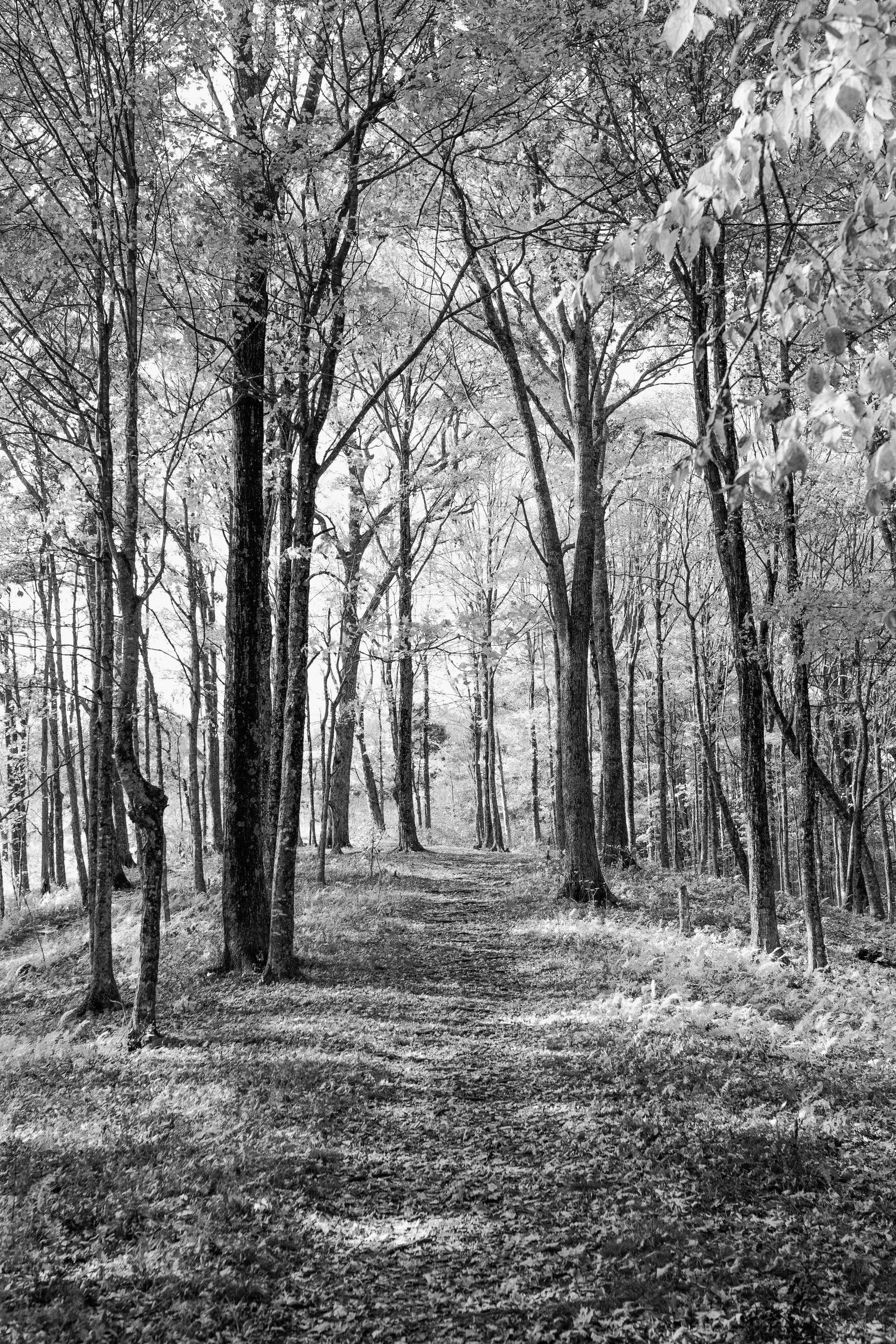 Trees